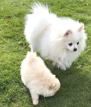 Zwergspitz Pomeranian Welpen reinrassig  Bild 4