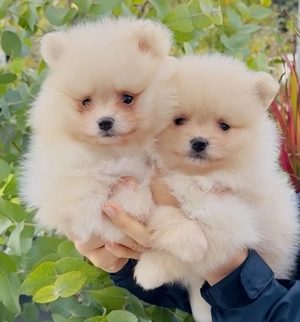 Zwergspitz Pomeranian Welpen reinrassig  Bild 2