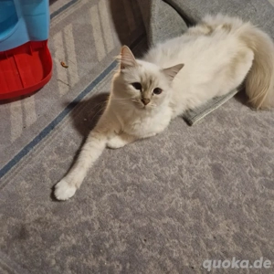 Zwei wunderschöne Katzen suchen ein neues Zuhause.