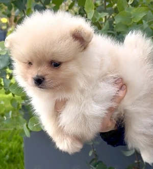 Zwergspitz Pomeranian Welpen reinrassig  Bild 6