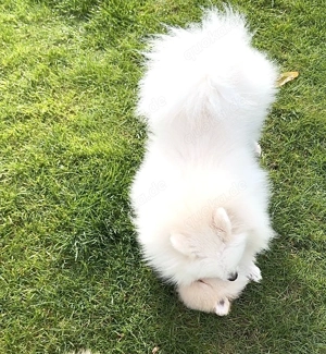 Zwergspitz Pomeranian Welpen reinrassig  Bild 5