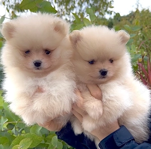 Zwergspitz Pomeranian Welpen reinrassig  Bild 3