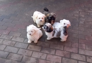 Süße Havaneser Welpen 