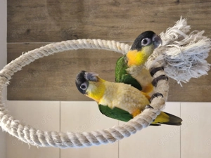 Grünzügelpapageien  Bild 2