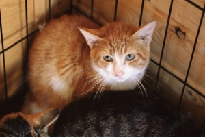 Rot-weiße Aura sucht kuschelnplatz