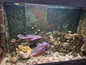 Verkaufe Meerwasseraquariuminhalt 