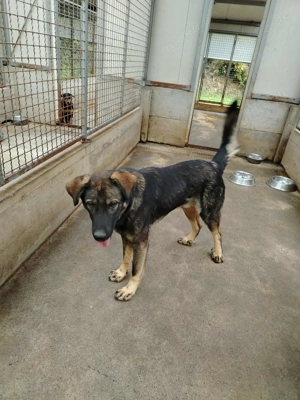 Arik junger Schäferhund Mischling Rüde Junghund sucht Zuhause oder Pflegestelle Bild 6