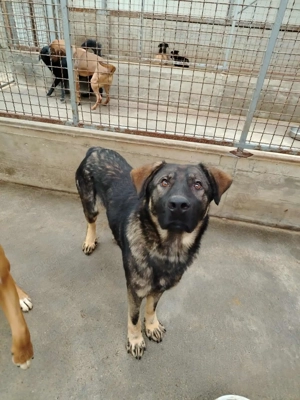 Arik junger Schäferhund Mischling Rüde Junghund sucht Zuhause oder Pflegestelle Bild 5