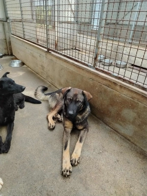 Arik junger Schäferhund Mischling Rüde Junghund sucht Zuhause oder Pflegestelle Bild 4