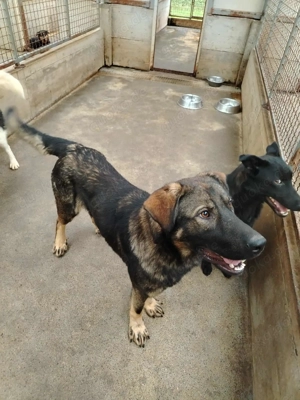 Arik junger Schäferhund Mischling Rüde Junghund sucht Zuhause oder Pflegestelle Bild 7