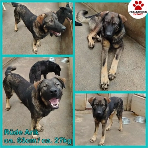 Arik junger Schäferhund Mischling Rüde Junghund sucht Zuhause oder Pflegestelle Bild 2