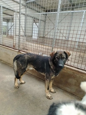 Arik junger Schäferhund Mischling Rüde Junghund sucht Zuhause oder Pflegestelle Bild 9