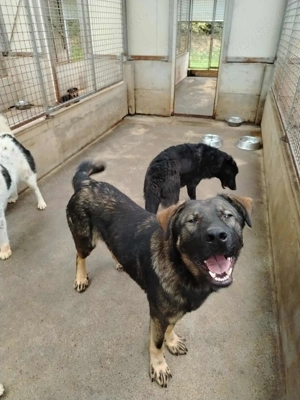 Arik junger Schäferhund Mischling Rüde Junghund sucht Zuhause oder Pflegestelle Bild 10