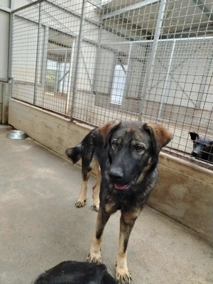 Arik junger Schäferhund Mischling Rüde Junghund sucht Zuhause oder Pflegestelle Bild 8
