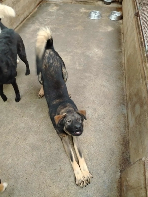 Arik junger Schäferhund Mischling Rüde Junghund sucht Zuhause oder Pflegestelle Bild 3