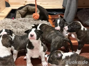 Miniatur Bullterrier Welpen