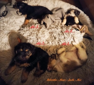 Super Aufmerksam & Zuckersüße Mops-Bolonka-Jacki-Mix..., robuste Züchtung