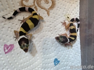 0.2 Leopardgecko NZ