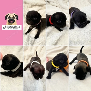 Unsere wunderschönen sieben Mopsmädchen sind da   Abgabe ab Dezember mit Stammbaum