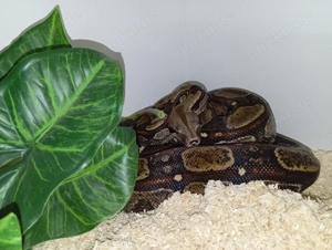 Bci Rlt100% DH Berry Blood kahl Albino