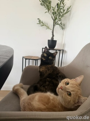 Kitten Duo abzugeben 