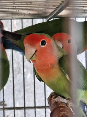 Rosenköpfchen abzugeben  Bild 5