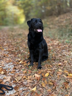 Labrador Deckrüde sofort Kostenlos!!! Bild 6