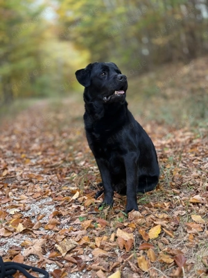 Labrador Deckrüde sofort Kostenlos!!! Bild 4