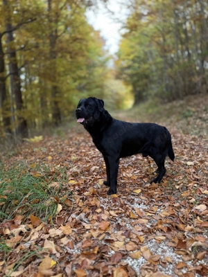 Labrador Deckrüde sofort Kostenlos!!! Bild 5