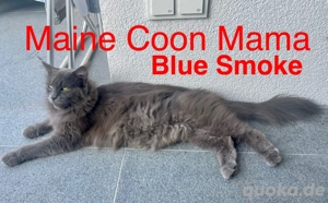 Maine Coon & Hauskatze Mix