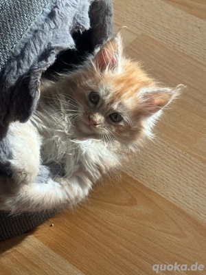 Maine Coon Kitten