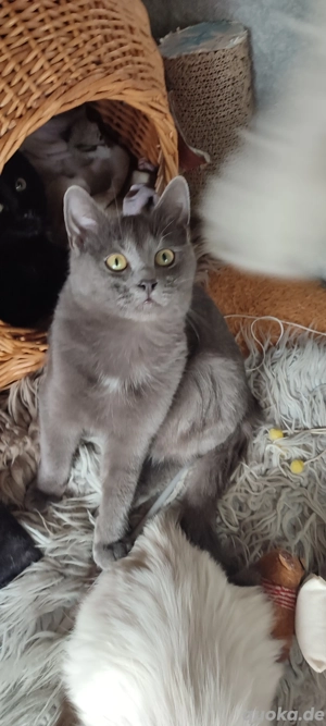  Kater !  5  Monate Heilige Birmamix ! 