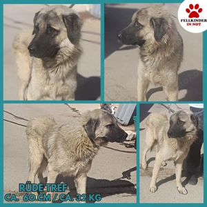 Tref großer Kangal Mischlingsrüde Mischling Rüde sucht Zuhause oder Pflegestelle