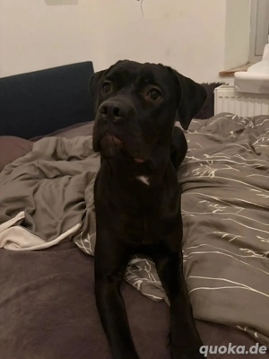   Junge Cane-Corso-Hündin sucht liebevolles Zuhause  