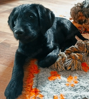 Labradoodle Welpen Rüden F1 mit Ahnentafel schwarz abgabebereit für ihre Familien