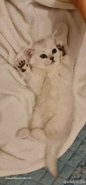    Wunderschöner Britisch Kurzhaar Chinchilla katzenbaby   abzugeben   