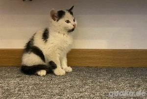 kätzchen, kitten, weibchen