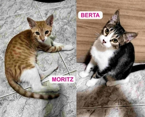 Moritz und Berta (5 Monate alt) suchen gemeinsam ein neues Zuhause (als Wohnungskatzen)