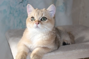 BKH BLH Kitten männlich black gold golden shaded renrassig Stammbaum