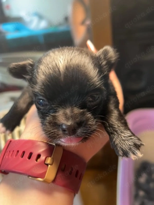  Chihuahua Welpen abgabe bereit ab sofort (2 Rüden noch da)