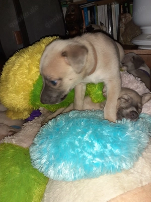 Süße Whippet Welpen