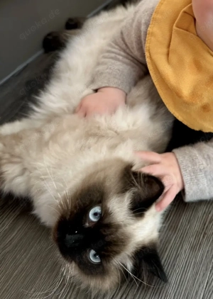 Ragdoll Katze weiblich reinrassig 