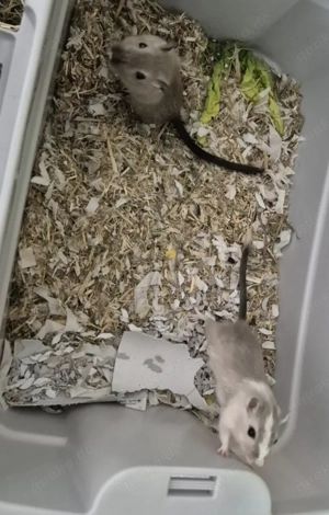 Mongolische Rennmäuse inkl. Nagarium & Zubehör