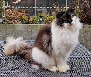 Katzen - Maine Coon Mädchen 