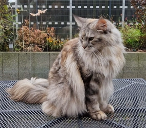 Maine Coon Katze black silver torbie 