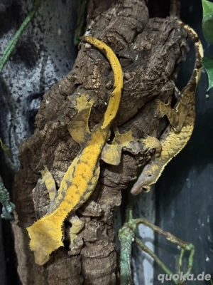 R. Ciliatus, Kronengeckos  Bild 3