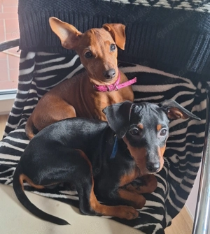 Edelzucht Zwergpinscherwelpen suchen neues Zuhause 