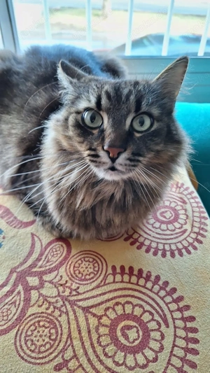 Katzenpaar zusammen abzugeben 