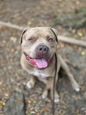 American bully xl sucht endplatz 