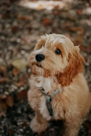  English Cockerdoodle